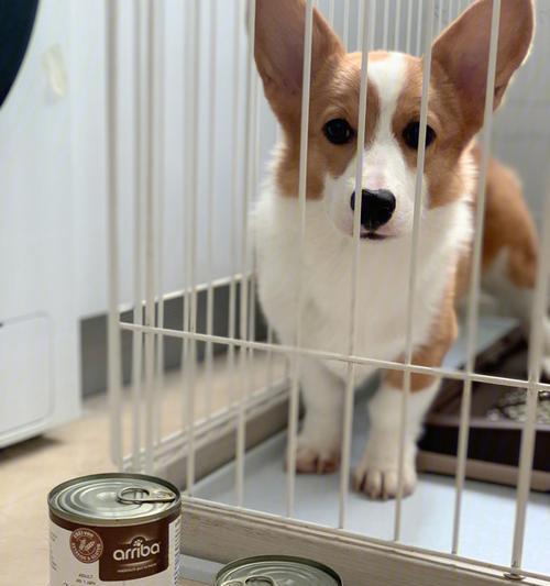 狗罐头（狗罐头是一种适合不同品种狗狗的营养均衡食品）