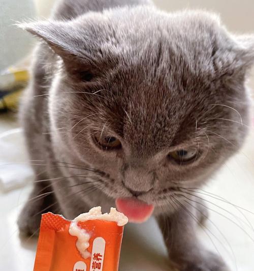 小猫的饮食习惯与健康（以小猫什么都吃？了解小猫的饮食需求才能确保健康成长）