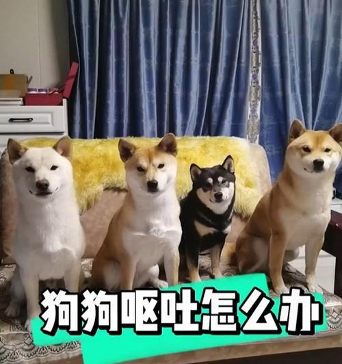 揭秘狗狗吐和拉的病症（探寻狗狗吐和拉的原因及解决方法）