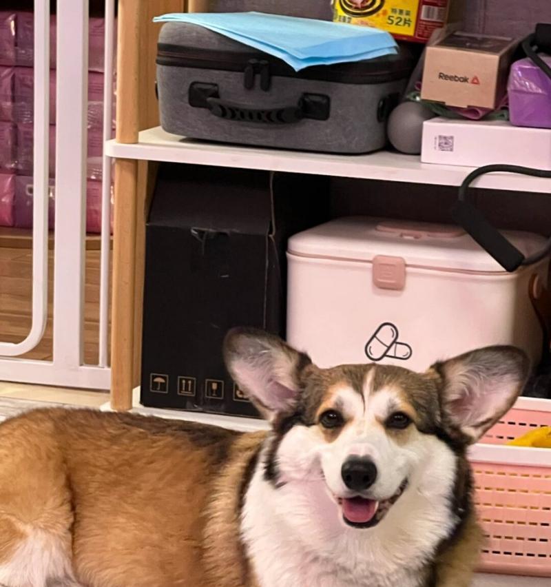 柯基犬的雕色之美（探索柯基犬身上的多彩斑斓）