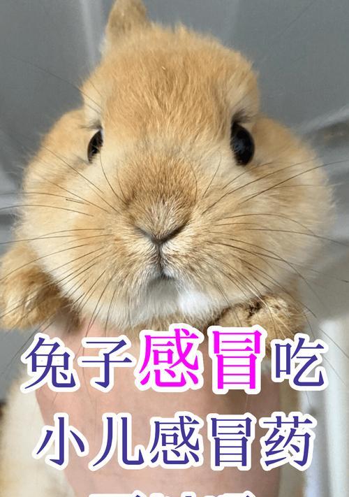兔子不吃食用药物的重要性（兔子饮食安全的保障与养护）