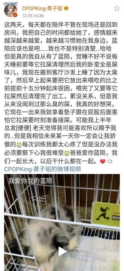 边牧拉稀屎的原因与应对方法（揭秘边牧拉稀屎的隐藏原因，让你的狗狗重回正常饮食）