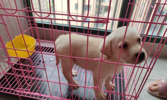 45天狗狗的饮食指南（为幼犬提供均衡营养的食物选择及养成良好的饮食习惯）
