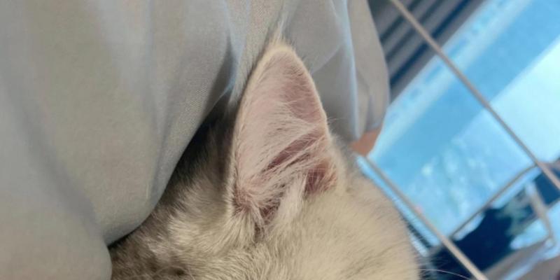 猫咪节育后的变化——保健与行为调整（科学节育让猫咪健康快乐，你的陪伴更重要！）
