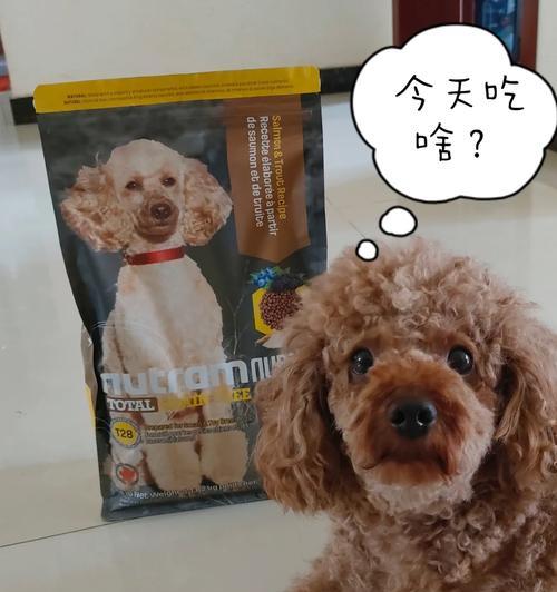 泰迪吃撑急救，该吃什么药？（急救泰迪宠物）