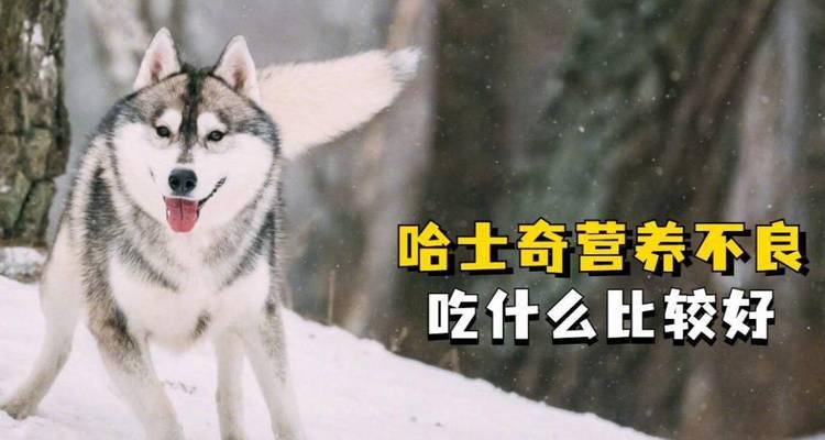 以哈士奇吃什么就可以吃什么的饮食习惯（哈士奇的饮食习惯及健康食物推荐）