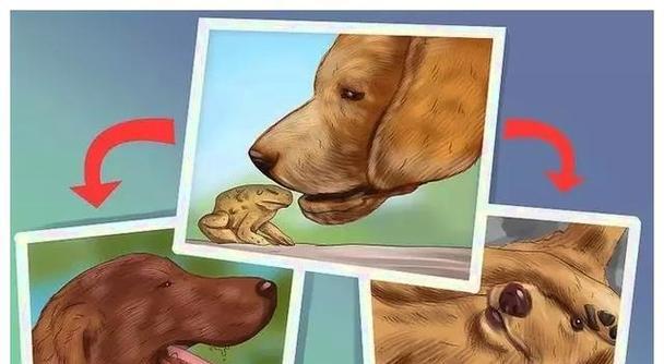 狗狗中毒急救手册——解毒要点一览（掌握这些关键信息，拯救你的毛孩生命！）