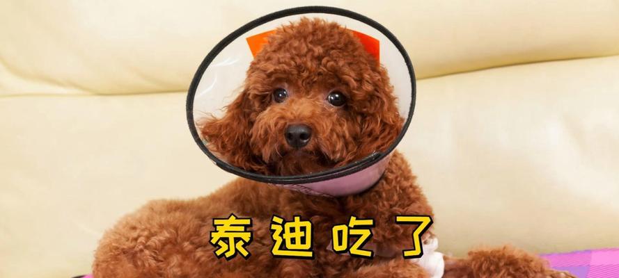 新养小狗需要购买的必备物品（为您的小狗提供舒适的生活环境和所需的护理用品）