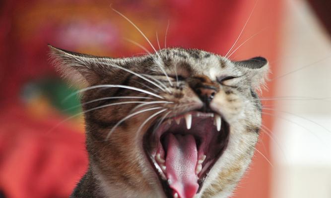 猫为什么总是咬我？（探究猫咬人行为的原因及解决方法）