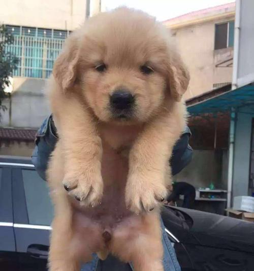 大耳朵金毛——优雅与温柔并存的犬种（品质卓越的大耳朵金毛犬，无愧于优雅与温柔的代表）
