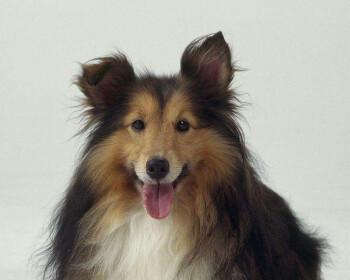探索苏格兰牧羊犬的多样颜色（苏格兰牧羊犬的颜色种类及其特点）