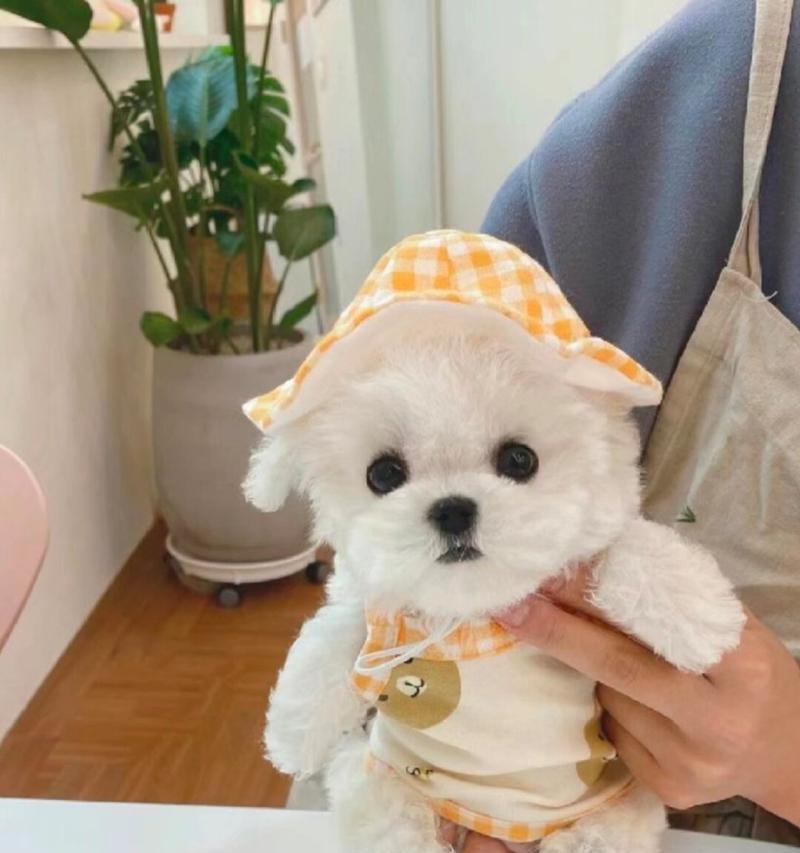 比熊幼犬翻肠子的原因与应对方法（了解比熊幼犬翻肠子的时间和原因，提供正确的护理方法）
