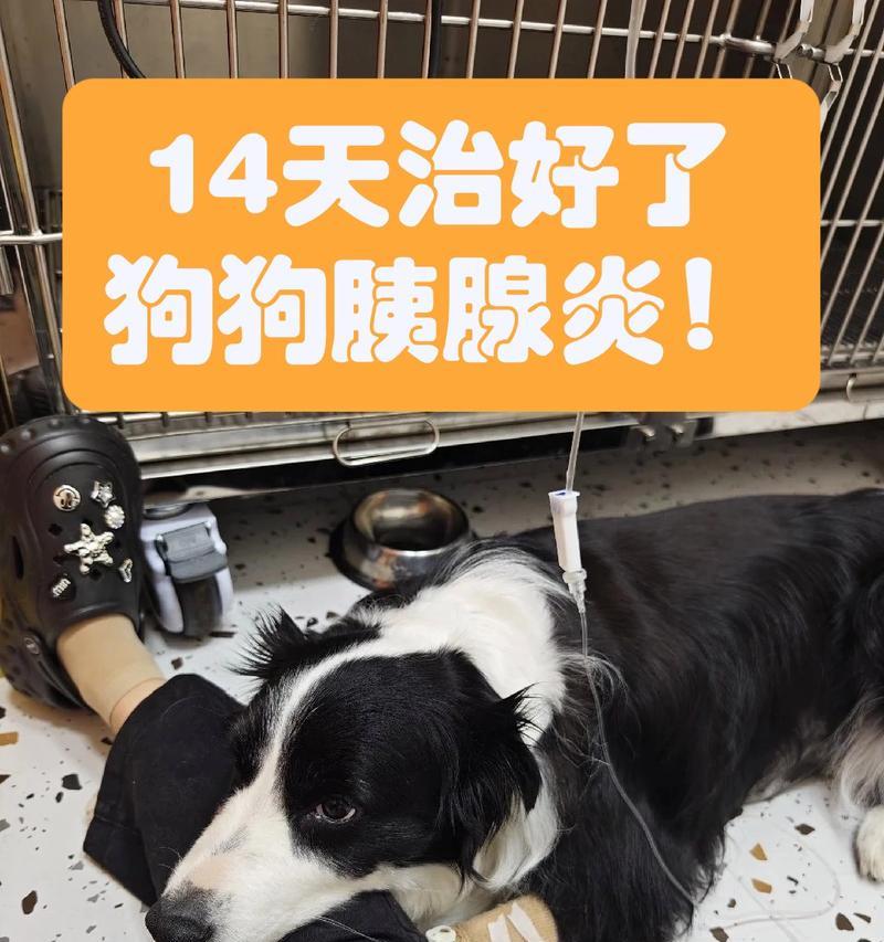 胰腺炎患狗狗的饮食指南（狗狗胰腺炎饮食禁忌与适宜食物详解）