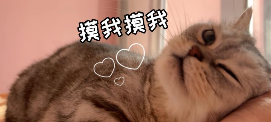 小猫总舔我，是出于什么原因？（探究小猫舔人行为的原因及意义）