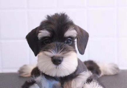 小型犬种（以体型小为主题的狗狗养育指南）