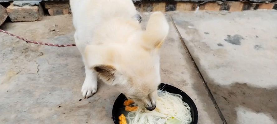 土狗的健康饮食指南（一月间营养丰富的土狗饮食计划）