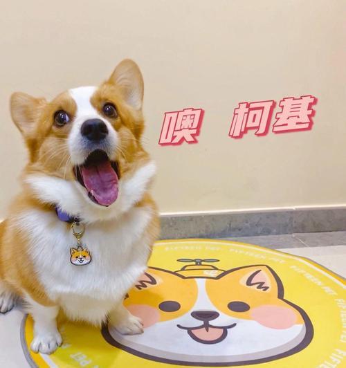 以巴吉度吃什么好？（探索以巴吉度饮食文化，尝遍美食佳肴）