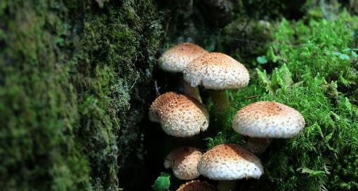 泰迪吃了丁啉中毒的症状是什么？（了解泰迪中毒后的常见症状与处理方法）