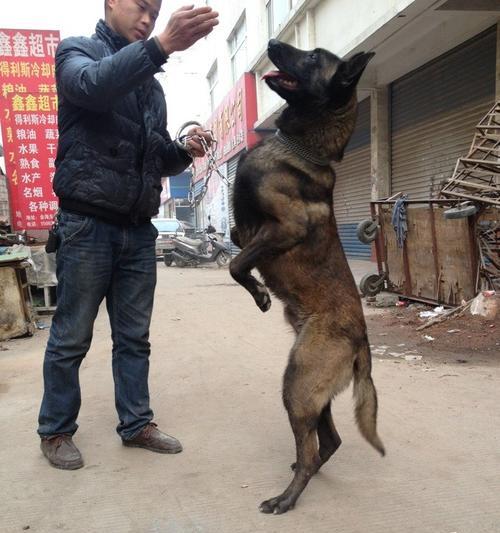 藏獒与马犬配出的狗种（融合两大犬种特点的优秀后代）