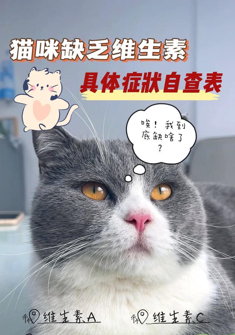 养猫的后果及考虑事项（掌握这些关键点，才能成为负责任的猫主人）