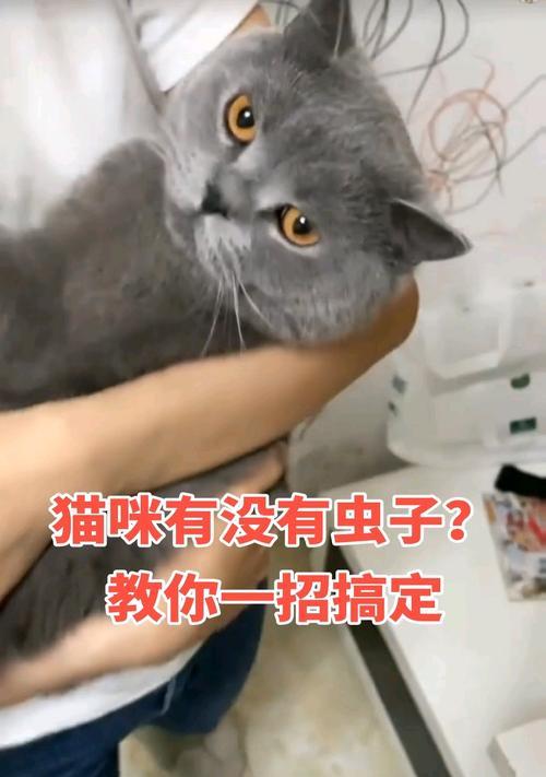 猫咪身上的虫子（探索猫咪常见寄生虫病的治疗方法与保健建议）