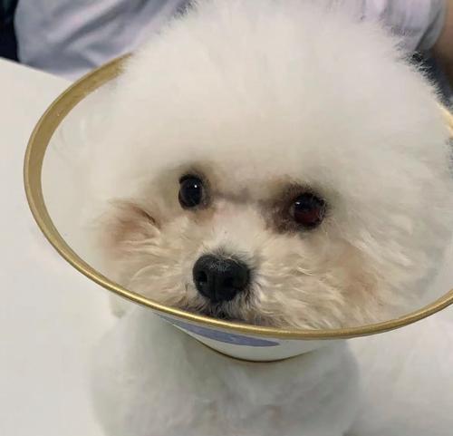 母狗下崽后的饮食需求（为您解答母狗产后应该吃什么）