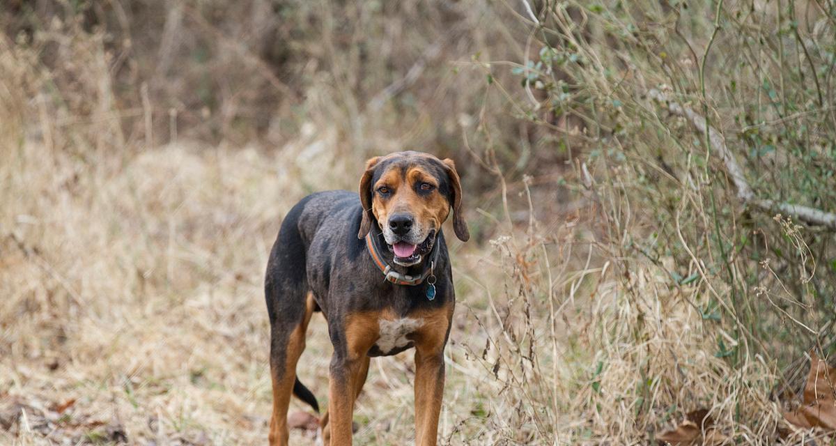 探究猎犬中最厉害的品种（以速度和敏锐嗅觉为关键的）