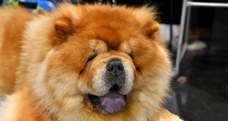 小型松狮犬的合理饮食安排（探究小型松狮犬饲养中的营养需求及饮食建议）