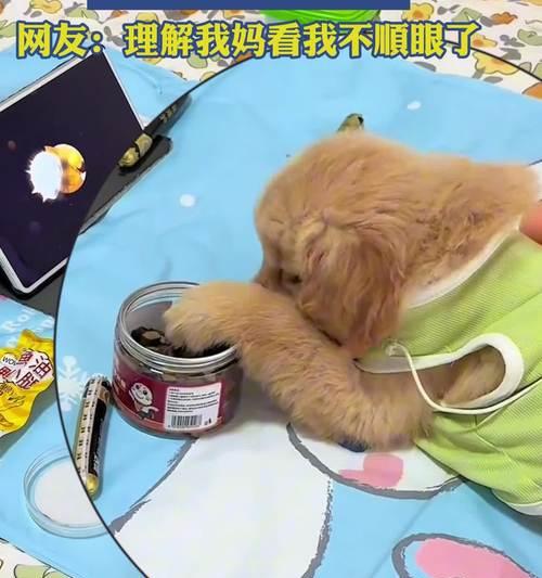 金毛犬的暴饮暴食习惯该如何应对（以金毛犬什么都吃的问题急需解决）
