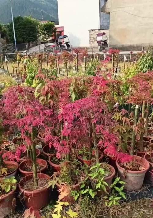 探究生长迅速的枫树品种（以柳叶枫为例，研究其生长速度及适应环境的特点）