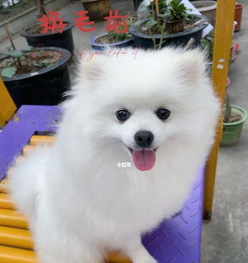 博美狗换毛季节及注意事项（了解博美狗的毛发生长周期，合理管理换毛期）