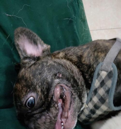 为什么斗牛犬会流口水？（斗牛犬口水的原因及解读）