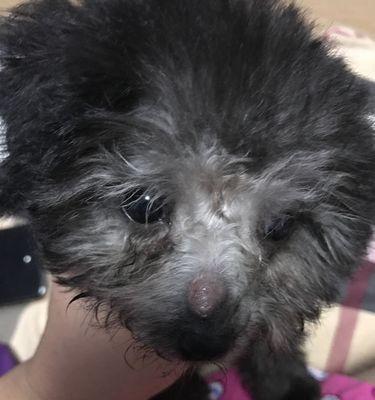 为什么要给狗狗包毛？（保护狗狗健康的关键）