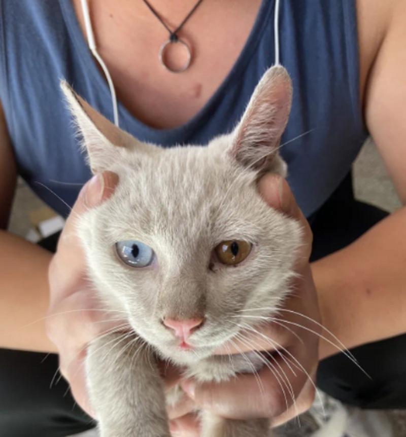 猫眼皮上的白色物质是什么？（揭秘猫眼皮上的神秘白色物质及其可能的原因）