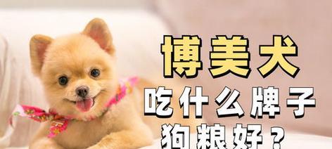 博美犬喂养要点（关注营养均衡、定时定量，让博美犬健康成长）
