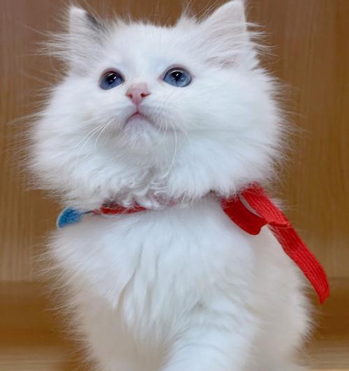 探索流行猫站——发现猫界的新宠儿（透过流行猫站窥探猫咪世界的变化趋势）