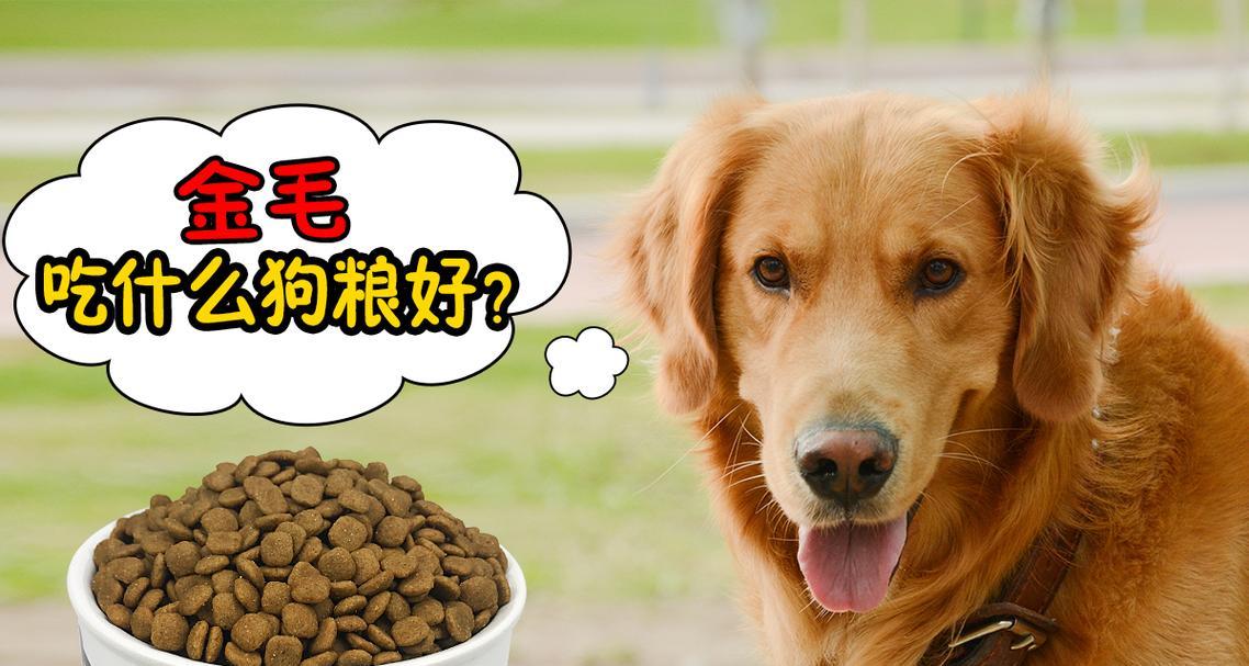 金毛犬的饮食需求与食谱（了解金毛犬的食物喜好，为它们提供健康均衡的饮食）