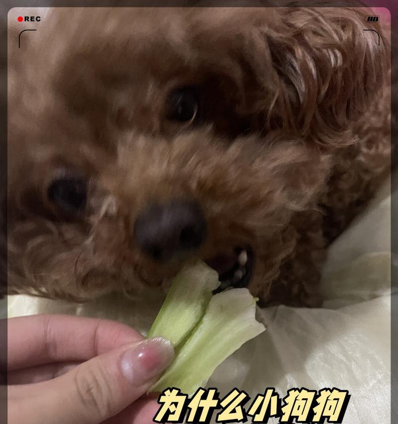 我家的狗狗——忠诚的陪伴（与狗狗相伴的幸福生活）