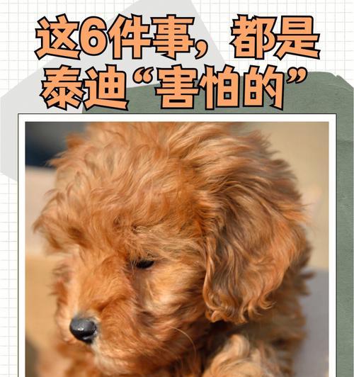 小泰迪不能吃的食物有哪些？（宠物狗饮食注意事项及常见禁忌）
