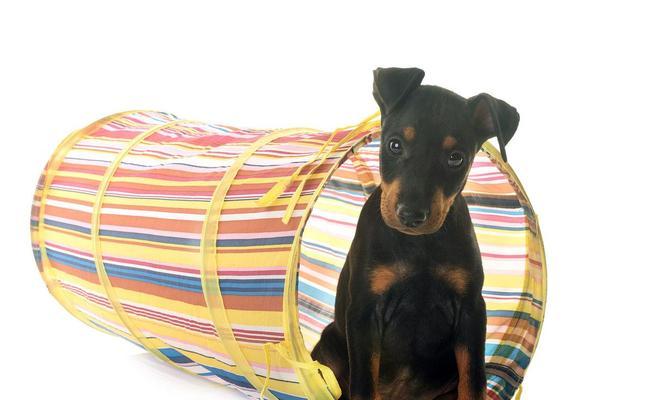 曼彻斯特梗犬的恐惧之谜（揭秘曼彻斯特梗犬内心深处的不安全感）