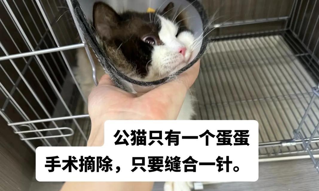 公猫为什么肚子很大？（了解公猫肚子大的原因及相关健康问题）