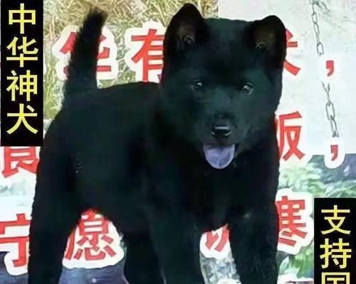 长毛与短毛（探索长毛和短毛狗的遗传与适应能力）