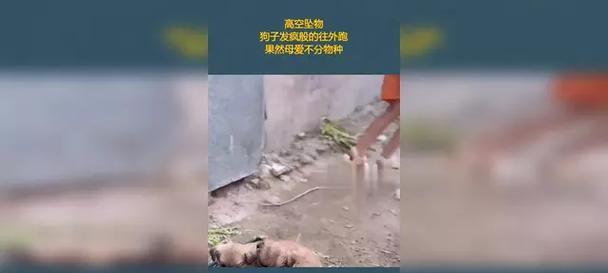 揭秘狗狗突然疯跑的背后原因（探究狗狗突然疯跑现象中的行为学及生理学原因）
