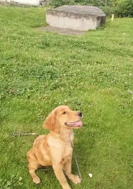 何时领养金毛犬更合适？（选择金毛犬为您的理想宠物伴侣的关键时机）