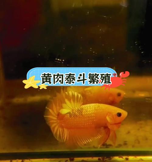 泰国斗鱼价格大揭秘（探寻泰国斗鱼的市场价值及其价格形成因素）