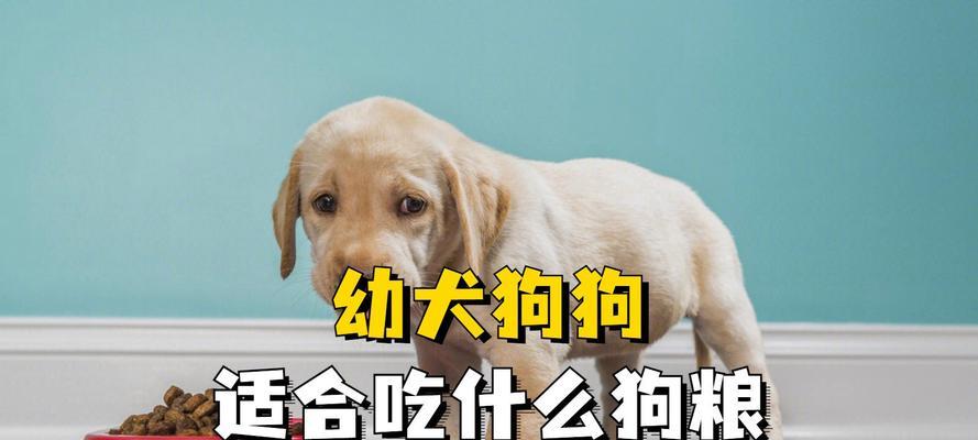 贵宾犬7岁该吃什么狗粮？（为你的贵宾犬选择合适的狗粮，让它保持健康活力）