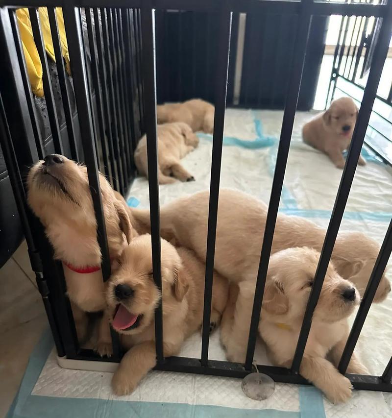 两个月大的狗狗可以训练的技能（为你的小狗提供全面的训练，建立基本的行为规范）