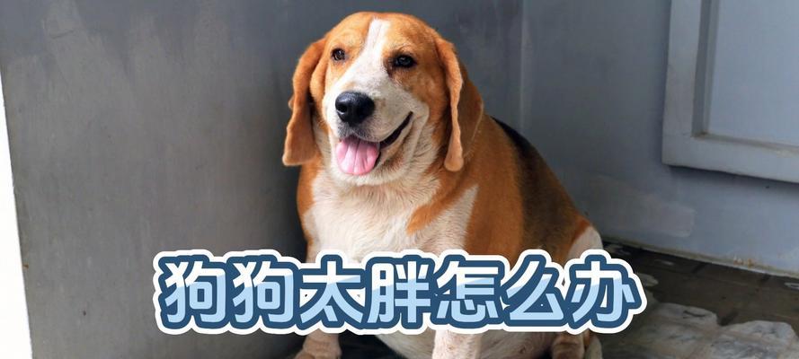 幼狗为什么会变胖？（探究胖幼狗的原因及解决办法）