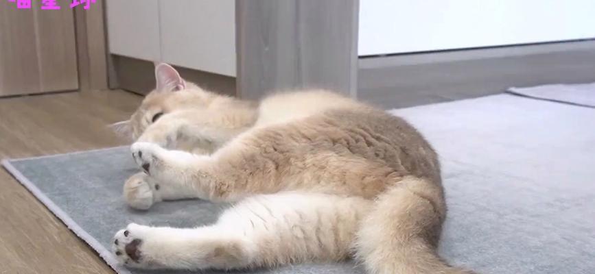 猫为什么不喝奶？（探究猫对奶的消化问题）