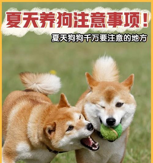 孕晚期如何安全养狗狗（关注狗狗健康，呵护母婴安全）